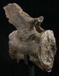 Diplodocus Caudal Vertebra - Dana Quarry #10150-5